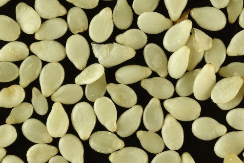 Is It Safe To Eat Sesame Seed During Pregnancy?